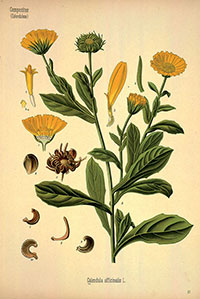 Köhler's Medizinal-Pflanzen - Abbildung Ringelblume