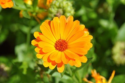 Ringelblume mit oranger Blüte